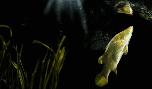 ChristianMiller_BARRA-3slider1